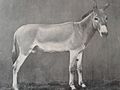Miniatura para Equus africanus africanus