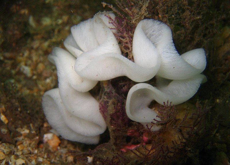 File:Nudibranch egg ribbon.jpg