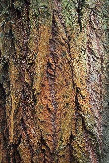 Oak bark Oak bark.jpg