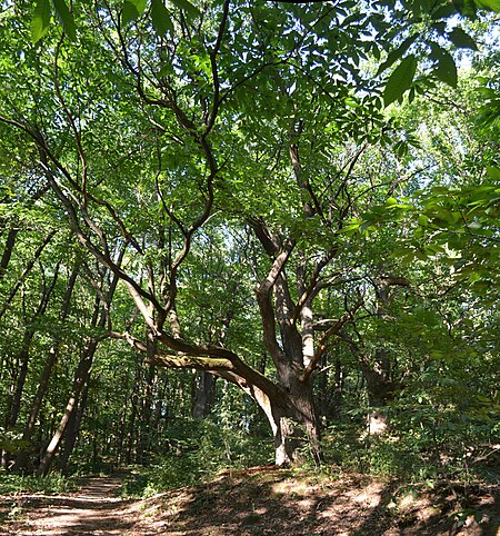 Oberhöchstadt, Naturschutzgebiet Stuhlberg, Kastanien