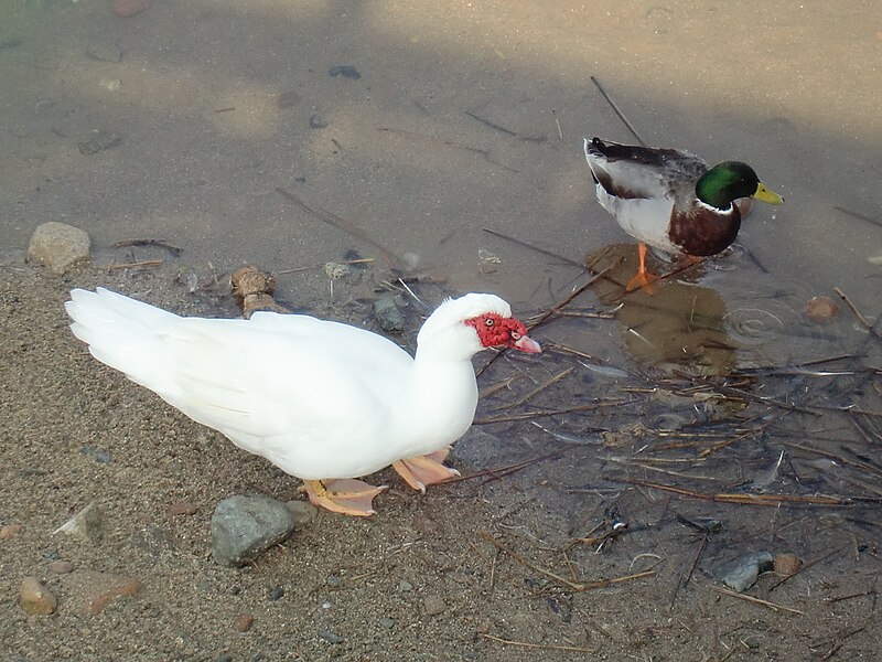 File:Ocells a la desembocadura de la riera de Maspujols 03.jpg