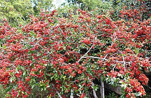 Saw-leaved nailberry (Ochna serrulata)