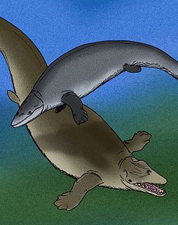 <i>Ocucajea</i> Species of mammal (fossil)