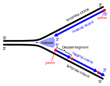 Formation of the Okazaki fragments Okazaki fragment EN.svg