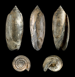 Oliva (Strephona) sayana (fossil)