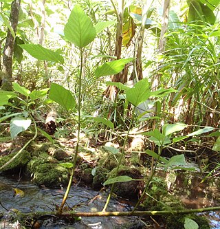 <i>Touchardia</i> Species of flowering plants