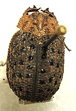 Miniatura para Omorgus granulatus