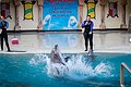 * Nomination One of the last captivated Dolphins of Canada (by Fabian Roudra Baroi) --Wasiul Bahar 19:17, 13 December 2022 (UTC) * Decline Good action but noisy. Try NR? "captivated" -> "captive" -- different meanings. --Tagooty 03:42, 14 December 2022 (UTC)  Oppose poor quality - see woman --Charlesjsharp 23:05, 17 December 2022 (UTC)