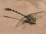 Miniatura per Onychogomphus