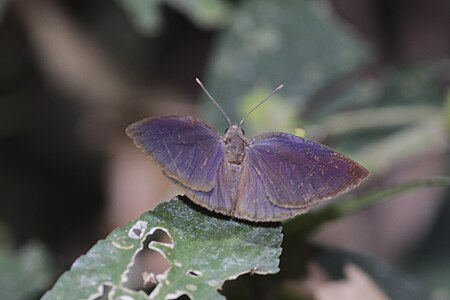 Dorsal view