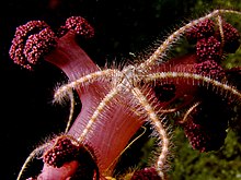 Ophiothrix foveolata (Brittle star).jpg