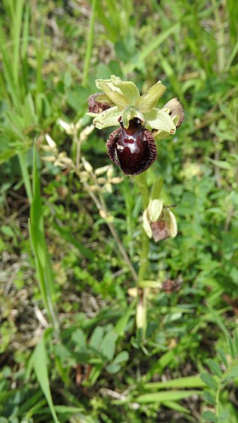 File:Ophrys sphegodes 30.jpg