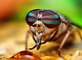 Horsefly (female)