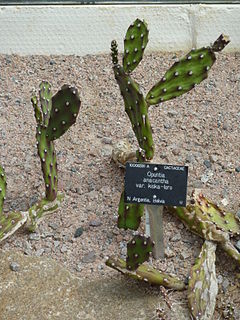 <i>Opuntia anacantha</i> Species of cactus