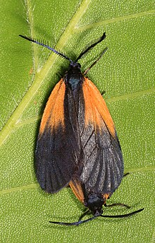 Smoky Moth mit orangefarbenen Flecken - Pyromorpha dimidiata, Prince William Forest Park, Dreieck, Virginia (24866537787) .jpg