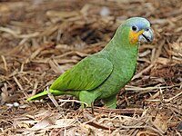 Amazon, Orange-winged Amazona amazonica