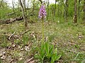 Orchis militaris Germany - Karlsruhe/Rappenwört