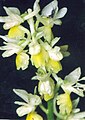 Orchis pauciflora