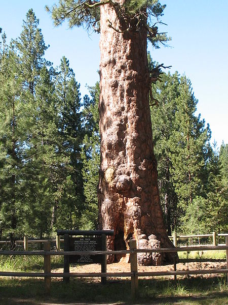 File:Oregon Ponderosa Pine.JPG