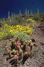 Hedgehog cactus and brittlebush in bloom at the National Monument