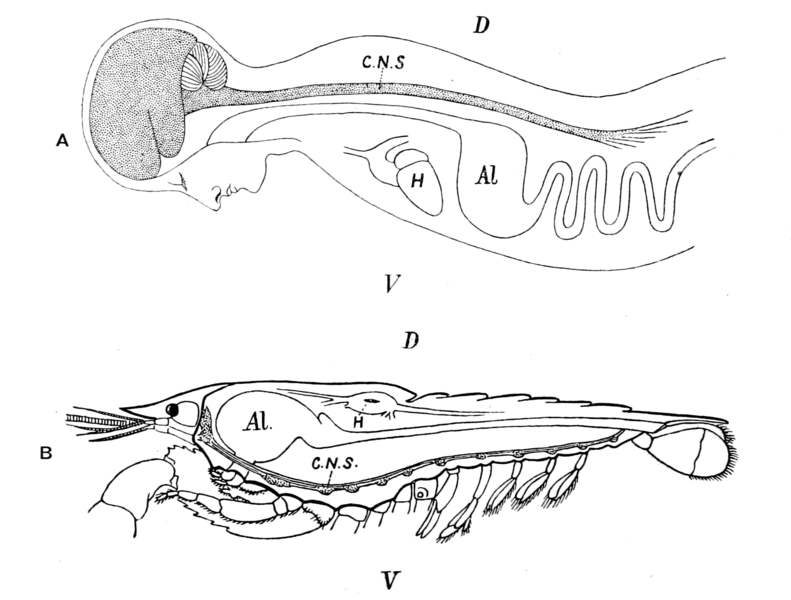 File:Origin of Vertebrates Fig 001.png