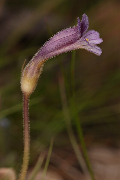 File:Orobanche uniflora 3349.JPG