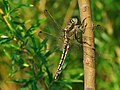 Black-tailed Skimmer (Orthetrum cancellatum) Großer Blaupfeil