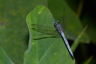 Orthetrum luzonicum male