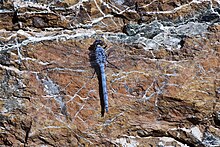 Orthetrum ransonnetii Male.jpg