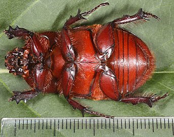 Oryctes nasicornis under.jpg