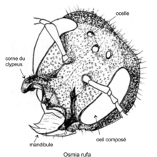 Tête d'une femelle d'Osmia bicornis, avec corne du clypeus, d'après un dessin modifié de Tasei[4]