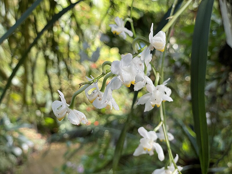 File:Osmoglossum pulchellum 5709.jpg