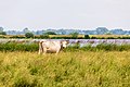 * Nomination Nature reserve “Breites Wasser”, Osterholz-Scharmbeck, Lower Saxony, Germany --XRay 01:38, 19 July 2018 (UTC) * Decline  Oppose The cow is blurry --Tsungam 11:56, 19 July 2018 (UTC)