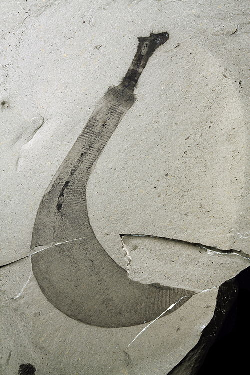 Ottoia, a soft-bodied worm, abundant in the Burgess Shale. (From Smith et al. 2015)