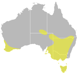 Oxyura australis distribution.svg