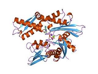 <span class="mw-page-title-main">Hsp70</span> Family of heat shock proteins