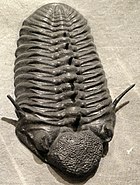 Fossil of the trilobite Paciphacops Paciphacops claviger, Early Devonian, Wenban Limestone, Cortez Range, Nevada, USA - Houston Museum of Natural Science - DSC01635.JPG