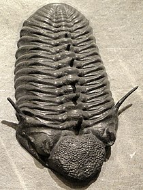 Fossil of the trilobite Paciphacops Paciphacops claviger, Early Devonian, Wenban Limestone, Cortez Range, Nevada, USA - Houston Museum of Natural Science - DSC01635.JPG