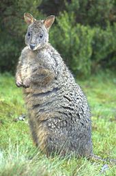 A pademelon has typical macropod legs, although they are obscured by fur in this image. Pademelon de Tasmanie.jpg