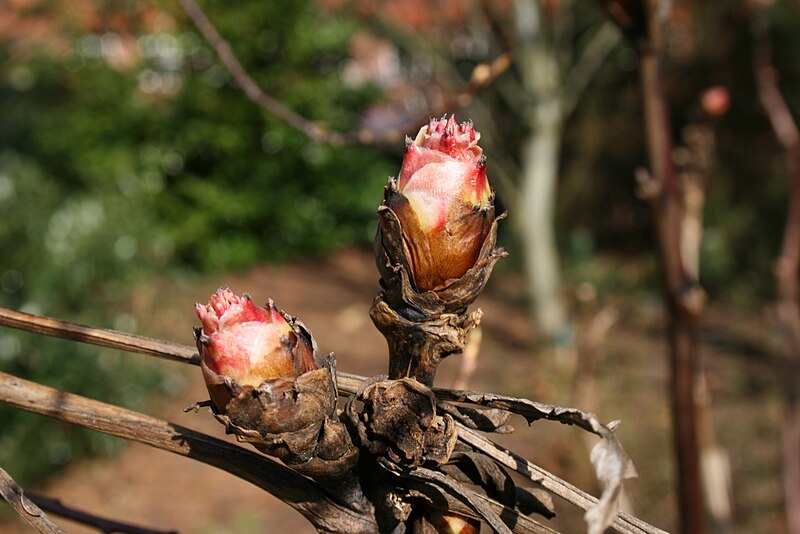 File:Paeonia-suffruticosa-buds.jpg