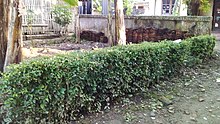 Pagar pekarangan dengan tanaman hidup teh tehan