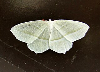 <i>Campaea</i> Genus of moths