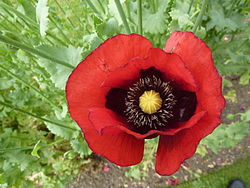 Papaver somniferum 'Opium poppy' (Papaveraceae) flower.JPG