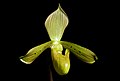 Paphiopedilum tonsum