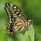 Papilio machaon