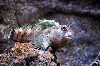 <span class="mw-page-title-main">Tompot blenny</span> Species of fish