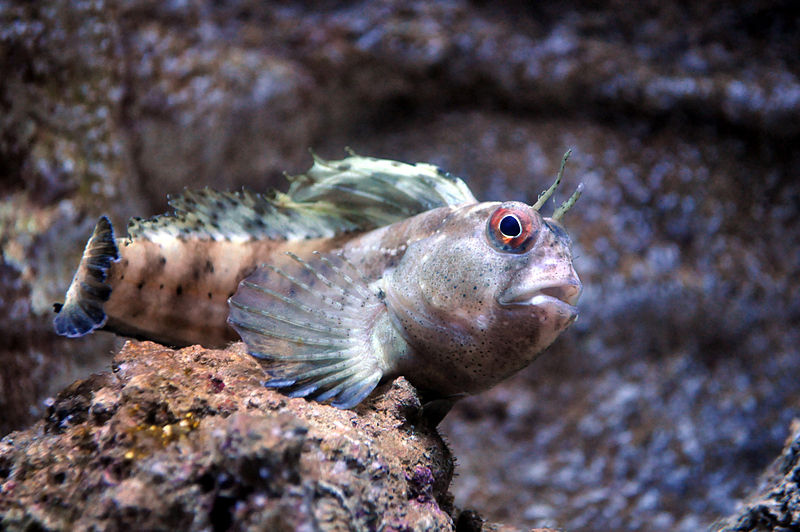 Tompot blenny - Wikipedia.