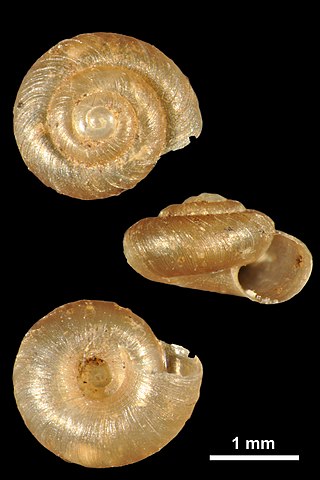 <i>Paralaoma servilis</i> Species of gastropod