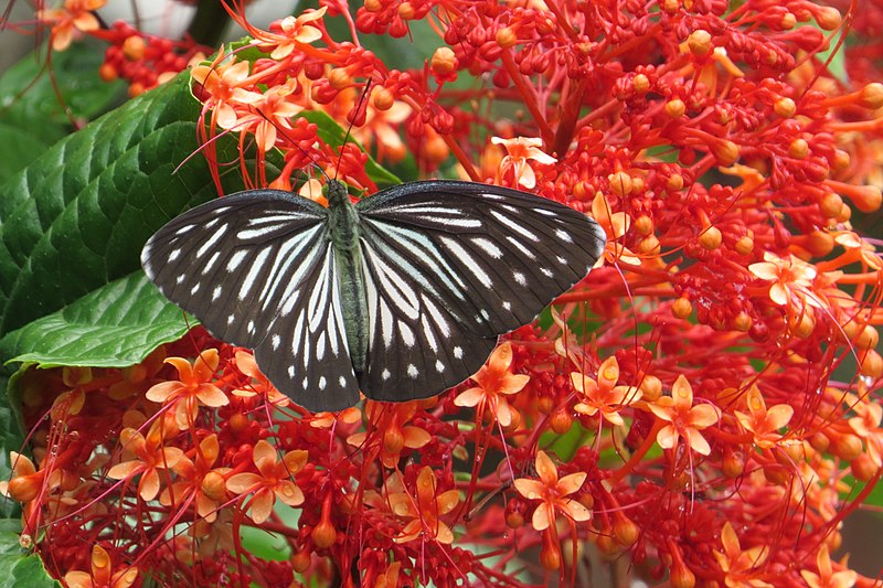 File:Pareronia hippia - Indian Wanderer - Common Wanderer at Madayipara 2014 (31).jpg