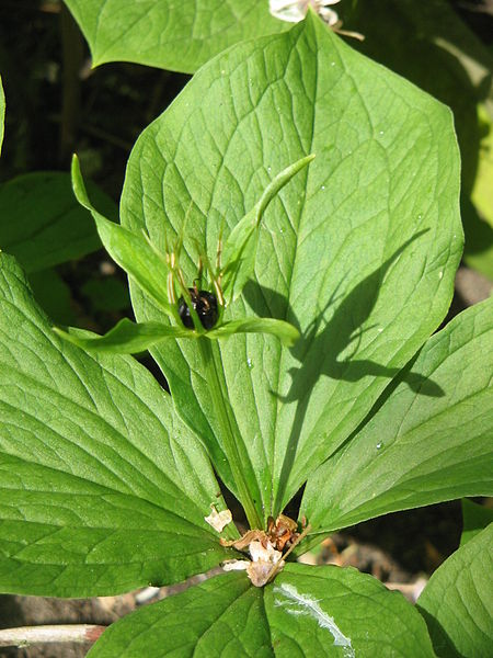 File:Paris quadrifolia01.jpg